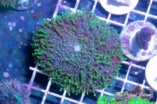 The Coral Farm MA -119.jpg