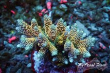 The Coral Farm MA 12122024-14.jpg
