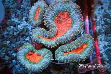 The Coral Farm MA 12122024-459.jpg