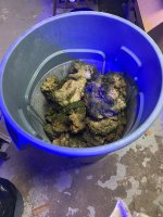 IMG_7264.jpeg
