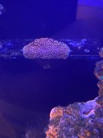 IMG_6809.jpeg
