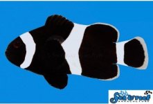 Screenshot 2025-05-14 130949.jpg Screenshot 2025-05-14 130949.jpg