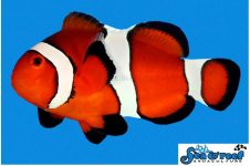 Screenshot 2025-05-14 130642.jpg Screenshot 2025-05-14 130642.jpg