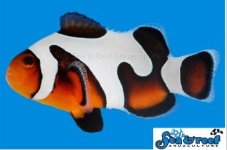 Screenshot 2025-05-14 130450.jpg Screenshot 2025-05-14 130450.jpg