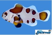 Screenshot 2025-05-14 130333.jpg Screenshot 2025-05-14 130333.jpg