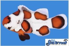 Screenshot 2025-05-14 130236.jpg Screenshot 2025-05-14 130236.jpg