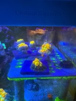 IMG_2465.jpeg