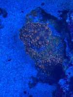 IMG_6619.jpeg