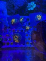 IMG_2492.jpeg