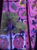 IMG_9230.jpeg