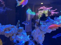 IMG_4595.jpeg