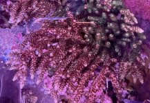 IMG_7550.jpeg