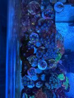 IMG_6799.jpeg