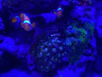70 Gallon (7).jpeg