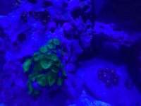70 Gallon (5).jpeg
