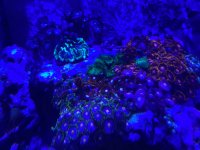70 Gallon (6).jpeg