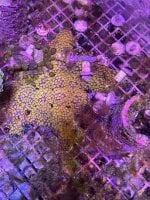 IMG_2568.jpeg