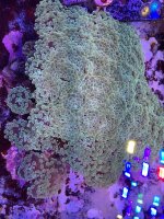 IMG_2571.jpeg