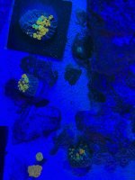 IMG_2656.jpeg