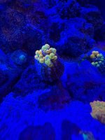 IMG_2736.jpeg