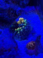 IMG_2737.jpeg