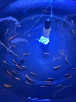 IMG_1651.jpeg IMG_1651.jpeg