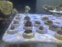 IMG_1760.jpeg