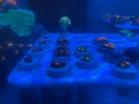 IMG_1765.jpeg