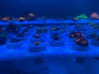 IMG_1768.jpeg