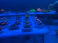 IMG_1769.jpeg