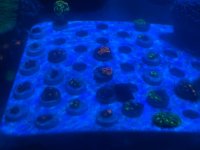 IMG_1770.jpeg