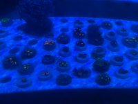 IMG_1771.jpeg