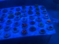 IMG_1772.jpeg