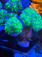 IMG_0367.jpeg