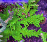 coral1.png