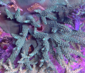 coral3.png
