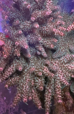 coral4.png