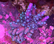 coral5.png