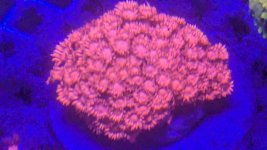 PXL_20250709_192933679.jpg