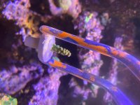 IMG_9485.jpeg