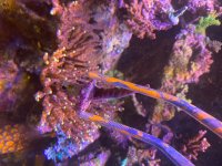IMG_9487.jpeg