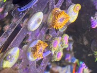 IMG_2345.jpeg