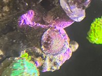 IMG_2349.jpeg