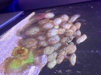 IMG_2351.jpeg