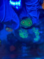 IMG_9425.jpeg