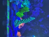 IMG_1440.jpeg