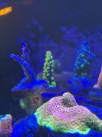 IMG_1438.jpeg