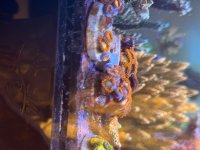 IMG_7287.jpeg