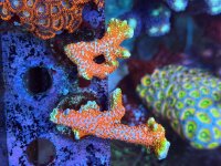 IMG_7320.jpeg