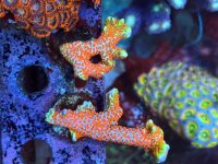 IMG_7319.jpeg